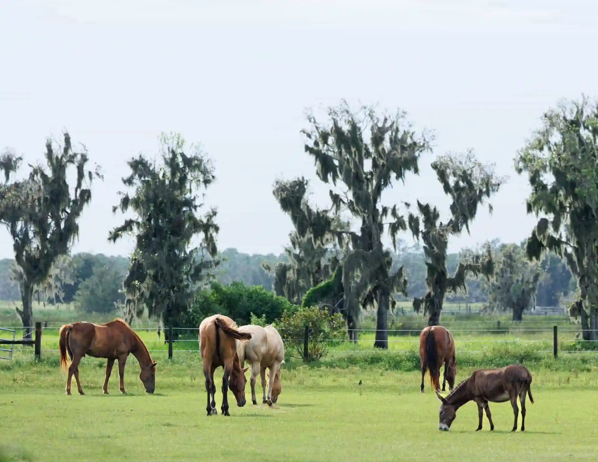 Horses standing in a green field at sixteen hands horse sanctuary