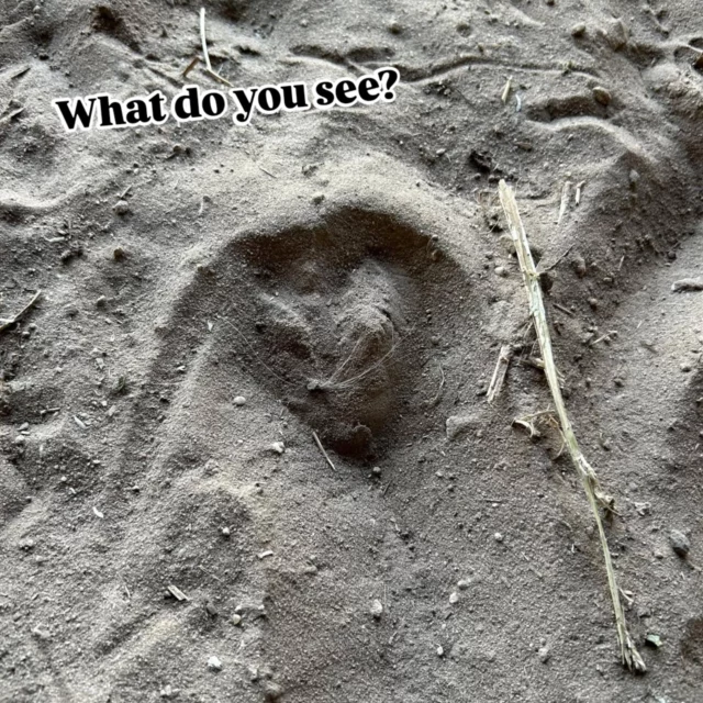 What do you see? This is one of Gracie's hoof prints, but a hidden image came into view. Can you see what we see?

Happy Monday, friends! ❤️

✨️ We are a 501(c)(3) nonprofit organization dedicated to rescuing unwanted, abused, and neglected horses and burros.  This Sanctuary is a refuge for those who have no other options, so they can come to heal mentally, emotionally, and physically.

#sixteenhandshorsesanctuary #whatdoyousee #hiddenart #hoofprints