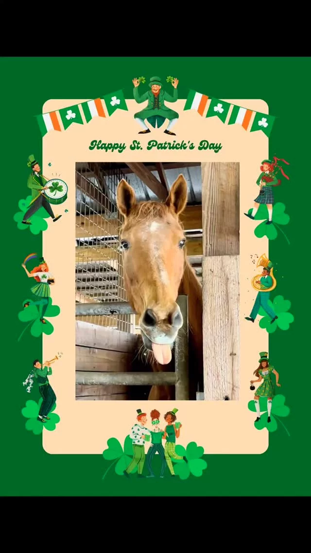 Happy St. Paddy's Day!

Charlie hopes your day was full of Irish cheer!

✨️ We are a 501(c)(3) nonprofit organization dedicated to rescuing unwanted, abused, and neglected horses and burros.  This Sanctuary is a refuge for those who have no other options, so they can come to heal mentally, emotionally, and physically.

#sixteenhandshorsesanctuary #stpatricksday2025 #shhsCharlie
