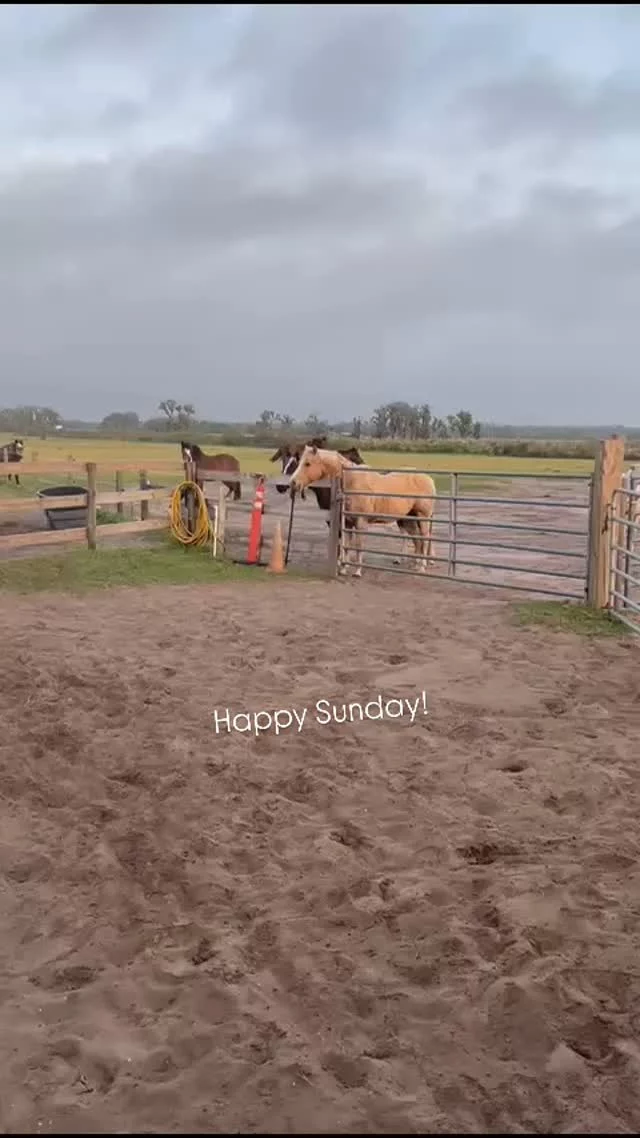 Happy Sunday! 

From our herds to your homes. ❤️

Caption this video, if you dare! 😉

✨️ We are a 501(c)(3) nonprofit organization dedicated to rescuing unwanted, abused, and neglected horses and burros.  This Sanctuary is a refuge for those who have no other options, so they can come to heal mentally, emotionally, and physically.

‼️ DONATION INFORMATION ‼️
☆ = no donation fees 

PAYPAL - Sixteen Hands Horse Sanctuary, Inc.

VENMO - @SHHS16-2007

WEBSITE - sixteenhandshorsesanctuary.org 

☆ CHECKS, CASH, MONEY ORDERS, or MATERIAL DONATIONS - 
Sixteen Hands Horse Sanctuary
712 Roy Moore Road, Ona, FL 33865

#sixteenhandshorsesanctuary #herds
#rescuedequine #bettertogether