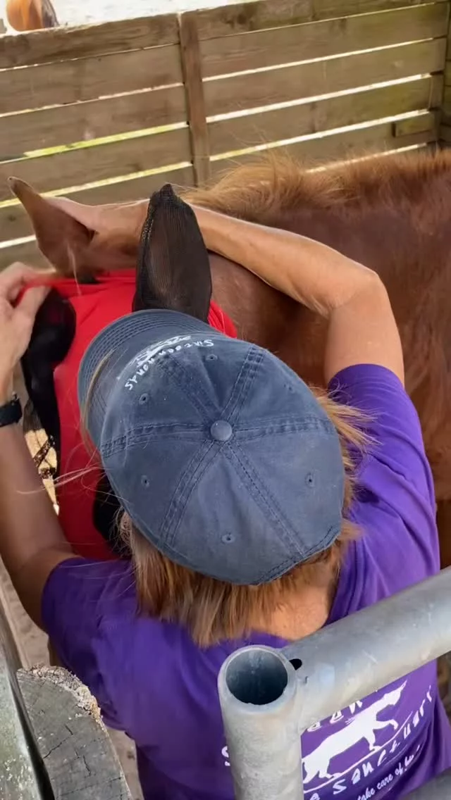 Louise, we are so glad to know you!

In December 2019, Louise connected with our volunteer team. She assists with horse care once a week and the horses love her! We are grateful for her help with feeding and keeping the barn neat and clean. 

Louise has also committed to horse sponsorship, which helps to cover routine horse care costs. She sponsored Daisy and Whiskey until their passing and is currently sponsoring our Paint horse, Dakota!

Thank you for your impactful contributions to Sixteen Hands horses, Louise! We appreciate all you do. ❤️

✨️ We are a 501(c)(3) nonprofit organization dedicated to rescuing unwanted, abused, and neglected horses and burros.  This Sanctuary is a refuge for those who have no other options, so they can come to heal mentally, emotionally, and physically.

#sixteenhandshorsesanctuary #volunteerappreciationweek2025 #wehavethebestvolunteers