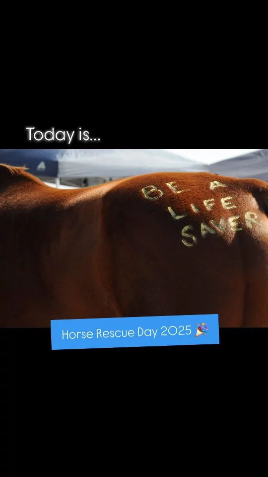 It's May 16, Horse Rescue Day!

What is the History of Horse Rescue Day?

Horse Rescue Day is a gentle reminder of our responsibility to protect and care for horses. This day is all about highlighting the future of these incredible creatures and supporting their rescue and welfare​​​​.

 Centuries ago the well-being of horses was often overlooked. This is where the necessity of Horse Rescue has been established and has grown. Equine rescues, such as Sixteen Hands, work tirelessly to stabilize and rehabilitate animals that have been abused, neglected, and/or discarded. 

On this day, we encourage individuals to use YOUR influence to make a difference in a horse or donkey's life. Every act of kindness creates a measure of change, so do what is in your power to support a local equine rescue! We hope you will choose SHHS. ❤️

There are many ways to partner with Sixteen Hands Horse Sanctuary:

✨️ Follow us on Instagram and Facebook... then like, and share our posts!

✨️ Donate through one of the links on our pages or sixteenhandshorsesanctuary.org 

✨️ Sponsor one of our horses

✨️ Join our volunteer team

✨️ Donate gently used tack or other equine supplies for our SHHS Tack Sale store

‼️ We need YOUR 🫵 help to keep these animals fed, loved, and in good health ‼️

✨️ We are a 501(c)(3) nonprofit organization dedicated to rescuing unwanted, abused, and neglected horses and burros.  This Sanctuary is a refuge for those who have no other options, so they can come to heal mentally, emotionally, and physically.

➡️ Donation info in comments ⤵️

#sixteenhandshorsesanctuary
#sixteenyearsandcounting #horserescueday2025 #forthehorses #togetherwewin