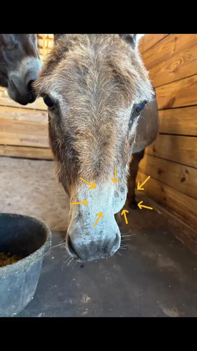 What happened to Daphine's cheek? 😮

A lump was noticed on Daphine's face. Could it be a tooth abscess? A bee sting? What is it??

As it turns out, Daphine stashed food in her cheek. Shortly after that photo, the lump mysteriously disappeared! 

They always keep us on our toes! 😆

✨️ We are a 501(c)(3) nonprofit organization dedicated to rescuing unwanted, abused, and neglected horses and burros.  This Sanctuary is a refuge for those who have no other options, so they can come to heal mentally, emotionally, and physically.

#sixteenhandshorsesanctuary #shhsDaphine #mysterysolved
