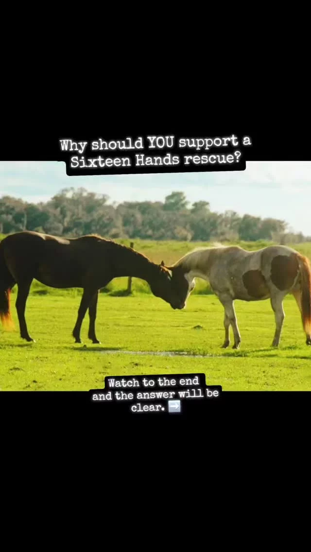 Are YOU "all in?"

When Gypsy drinks from the water trough, it's not enough to get her face in. She dives in with her body! That's the kind of wholehearted commitment Robin gives when she welcomes a new horse or donkey into the SHHS family.

The Sixteen Hands team is ALL IN for these equines and we need friends who are equally committed to their future. By joining Club 16 Hands, you are showing up every single month! Who will commit to ongoing care by offering a small gift of just $16 per month, EVERY month? 🙋🏽‍♀️🙋‍♂️

📲Follow us on social media to see updates on the residents and to help us raise awareness about the importance of equine rescue.

⤵️ Joining Club 16 Hands sets compassion to action! For the cost of a dinner out (excluding tip!), you can ensure these faces will never know hardship again. Let's make a difference together. 🤝

✨️ We are a 501(c)(3) nonprofit organization dedicated to rescuing unwanted, abused, and neglected horses and burros.  This Sanctuary is a refuge for those who have no other options, so they can come to heal mentally, emotionally, and physically.

❣️How to join Club 16 Hands❣️
☆This is a recurring monthly doNEIGHtion ☆

🎁 Paypal - Sixteen Hands Horse Sanctuary, Inc. (link in social media profiles)

*NEW* 🎁 Square (link in social media profiles)

🎁 MONTHLY check or money order made payable to 
Sixteen Hands Horse Sanctuary
712 Roy Moore Road, Ona, FL 33865

🎁 CASH 💰 paid monthly

#sixteenhandshorsesanctuary #setcompassiontoaction #Club16Hands #weareallin