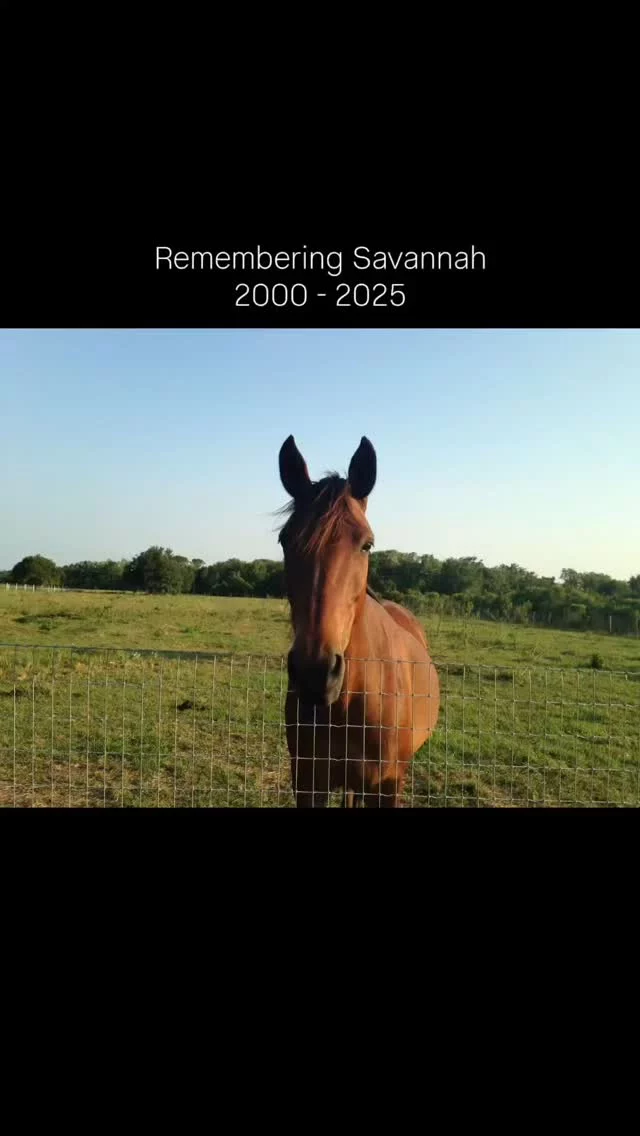 Another tough decision had to be made.

FROM ROBIN...

"Savannah's condition continued to decline today so I decided to end her suffering. We went to be with her and she was so weak she went down in the stall. Her passing was peaceful and she is no longer in pain. She was in distress and I feel like we waited a bit too long to help her pass. We still don’t have any results on the pathology. The doctor said that the information should be in this afternoon. I will update that as I know. This is the hard part of a lifetime sanctuary. ❤️ 💔"

SAVANNAH'S JOURNEY TO SHHS...

Savannah was living in a pasture of weeds with Pixie when we rescued her. Savannah was the dominant horse, and she was healthier than Pixie, but we brought both to the sanctuary because we were told they were going to be shot by the owner, who wanted to use his pasture for cows. 
 
Both horses came without names...like throwaway objects.  Savannah seemed a fitting name for this elegant, headstrong horse. 
 
Savannah was fostered with her good friend, Chevy at the home of Krystal and Nathan Showalter. She lived there from 2012 - 2019 after which she returned to the sanctuary and remained until this day.

She was smart, strong, and escaped an early death thanks to Robin and those who have selflessly donated to assist with her care. 🙏 We can take comfort in knowing that she was loved and cherished in her final years.

#sixteenhandshorsesanctuary #shhsSavannah #nomorepain
#loveduntiltheend #rescuedhorses