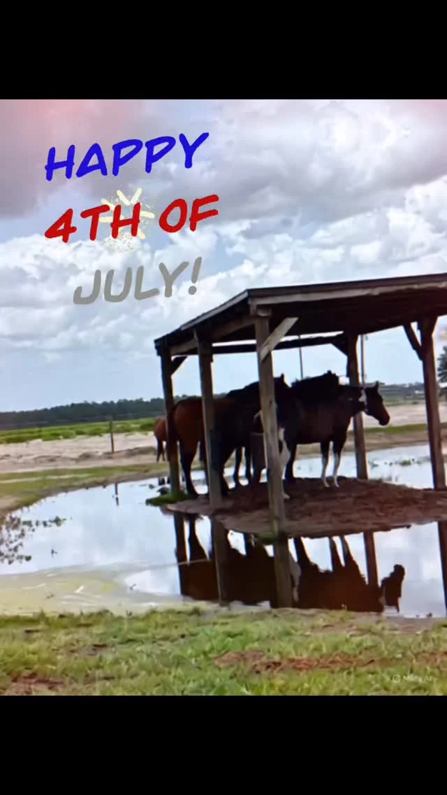 This fourth is a soggy one! 🇺🇸🎆

Storms are moving in from the Gulf that are affecting the outdoor activities of many Floridians today. We hope that you all are enjoying family, friends, food, and fun wherever you are!

From our barn to your homes, have a happy and safe Independence Day! We are thankful for our freedoms and those who have fought to defend them. May God bless America. 🇺🇸🇺🇸🇺🇸

✨️ We are a 501(c)(3) nonprofit organization dedicated to rescuing unwanted, abused, and neglected horses and burros. This Sanctuary is a refuge for those who have no other options, so they can come to heal mentally, emotionally, and physically.

#sixteenhandshorsesanctuary #happyfourthofjuly2025 #America #thankful #freedom #blessed  #OnaFL