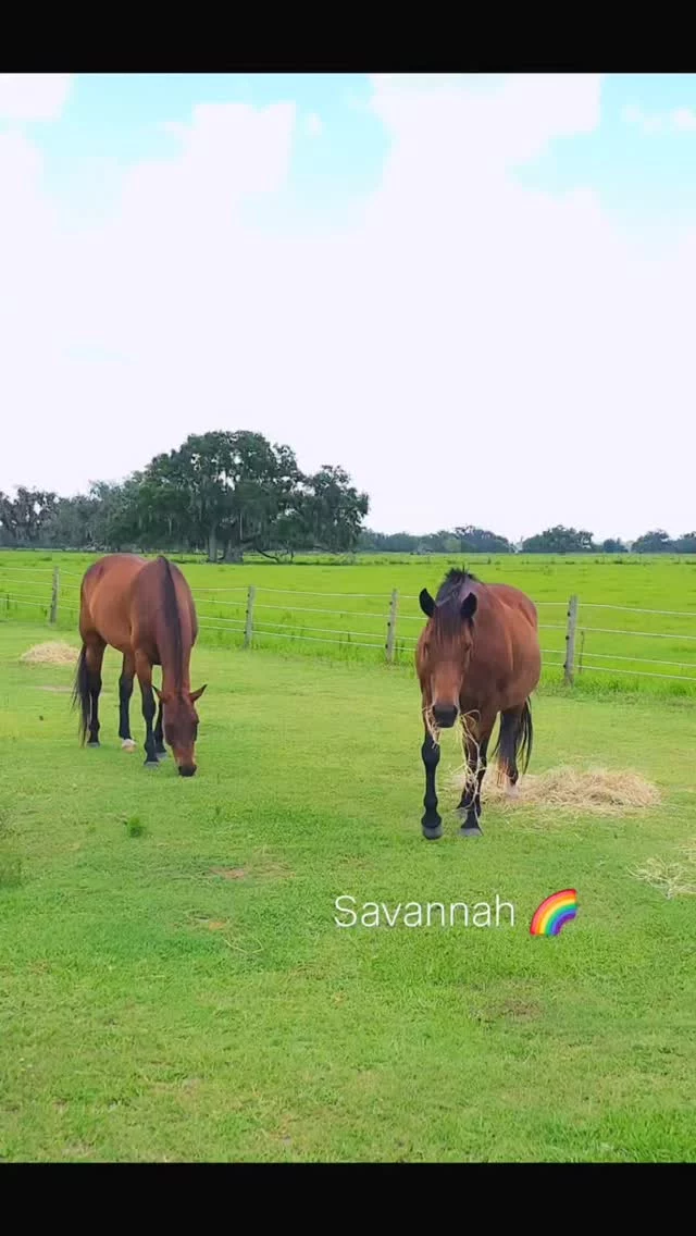 Appreciation on behalf of Savannah 

This photo was taken a few short weeks ago. Savannah left her hay pile with the hopes of a coveted belly scratch. It's always hard to believe illness can take a life so quickly. 💔

Special thanks to the "first responders" who compassionately donated a total of $225 to assist with Savannah's mounting health care costs. 

Randy Cisne
Rebecca Georgiou 
Janet Margerison 

Your kindness is greatly appreciated!! 🙏 

The medical bills are still being tallied. This is where we have to ask for help. Currently, the vet care costs have reached $3278. The final bill from Brandon Equine is NOT included in that figure. Large animal care can be pricey! 🤯 

Just a few dollars from each of you can cover the debt. We know you have been with us while in the trenches! This is the hour of need. EVERY dollar makes an impact. 🎁

Thanks SO MUCH for over seventeen years of equine rescue and rehabilitation. ❤️‍🩹💯

✨️ We are a 501(c)(3) nonprofit organization dedicated to rescuing unwanted, abused, and neglected horses and burros. This Sanctuary is a refuge for those who have no other options, so they can come to heal mentally, emotionally, and physically.

‼️DONATION INFORMATION‼️
🌟 = no donation fees 

➡️ NEW - Square (link in profiles and on our website)

PAYPAL - Sixteen Hands Horse Sanctuary, Inc. (link in profiles and on our website)

VENMO - @SHHS16-2007

WEBSITE - sixteenhandshorsesanctuary.org 

🌟 CHECKS, CASH, MONEY ORDERS, or MATERIAL DONATIONS - 
Sixteen Hands Horse Sanctuary
712 Roy Moore Road, Ona, FL 33865

#sixteenhandshorsesanctuary #sixteenyearsandcounting #nonprofit #501c3 #forthehorses #shhsSavannah