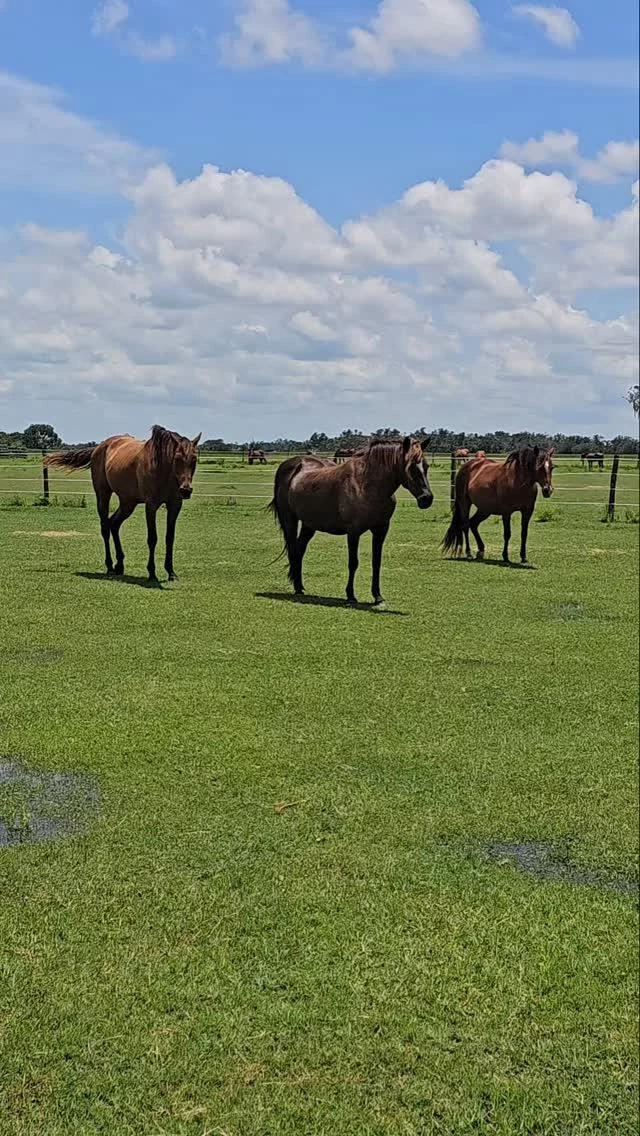 A relaxing Sunday afternoon 

We hope you had time to relax at the end of this holiday weekend. 🇺🇸🎆

Benji, Echo, and Houston soaked up some sun after a heavy rain shower dropped the temps and the humidity. This is a rare gift in July!

Happy Sunday! 😎

✨️ We are a 501(c)(3) nonprofit organization dedicated to rescuing unwanted, abused, and neglected horses and burros. This Sanctuary is a refuge for those who have no other options, so they can come to heal mentally, emotionally, and physically.

#sixteenhandshorsesanctuary #rescuedhorses #summer2025