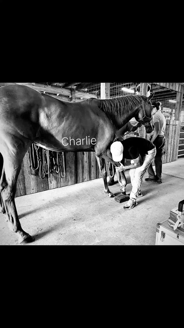 Charlie's vet visit

The vet came out today and took blood and X-rays on Charlie. It was determined that he has an abscess and some fluid in his right foot. There is also some thinning of the bone in his hoof, which is causing him some discomfort. The vet suggested boots with padding which will give him some relief through the healing process. 

From Robin: "A little background on Charlie. Back in 2007 or 8, he suffered from radial nerve damage on his right side. At that time he could drag it but could not put pressure on it and had to hop for about a week until the treatment kicked in. Then about a year or so later he did it again and the vet said he’d probably never recover. I didn’t believe it and here he is today.  So, that’s why he drags his foot. He also has a club foot and thin soles, (think- walking on sharp rocks barefoot) which doesn’t help the situation.  He’s doing really well for what he’s been through and we will do what we can for him. ❤️❤️"

To help with Charlie's medical care, please see our donation options shown below. ⤵️

Thank you! 🙏

✨️ We are a 501(c)(3) nonprofit organization dedicated to rescuing unwanted, abused, and neglected horses and burros. This Sanctuary is a refuge for those who have no other options, so they can come to heal mentally, emotionally, and physically.

‼️DONATION INFORMATION‼️
🌟 = no donation fees 

➡️ NEW - Square (link in profiles and on our website)

PAYPAL - Sixteen Hands Horse Sanctuary, Inc. (link in profiles and on our website)

VENMO - @SHHS16-2007

WEBSITE - sixteenhandshorsesanctuary.org 

🌟 CHECKS, CASH, MONEY ORDERS, or MATERIAL DONATIONS - 
Sixteen Hands Horse Sanctuary
712 Roy Moore Road, Ona, FL 33865

#sixteenhandshorsesanctuary #shhsCharlie #horsehoof #radialnervedamage #equineboots