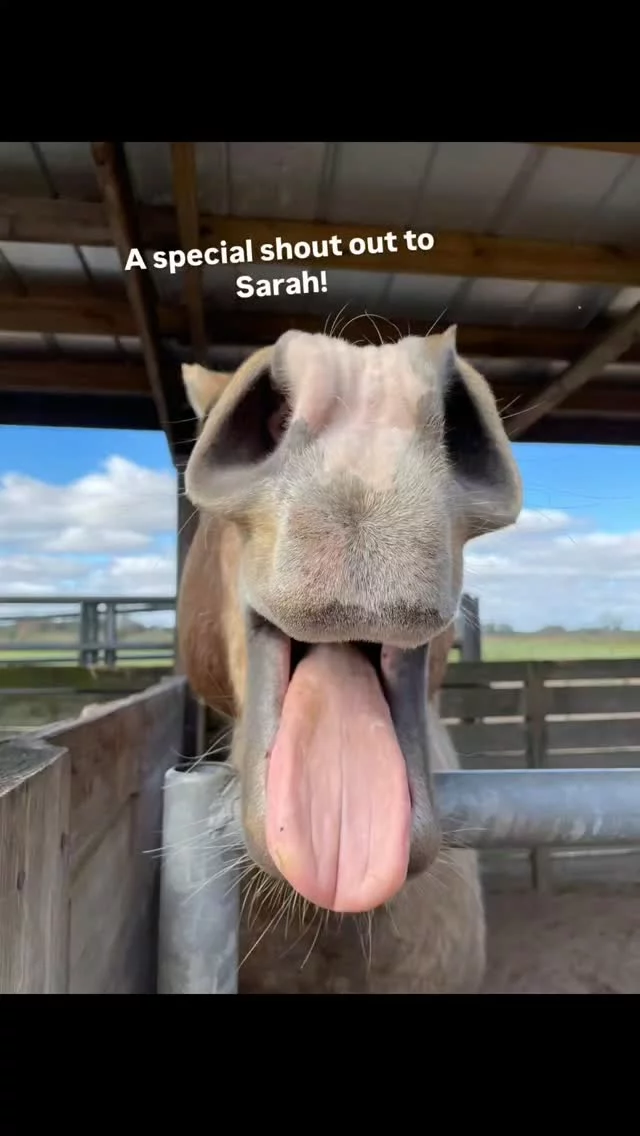 Montana offers appreciation for Sarah's generous donation toward his care! 🙏

A compassionate gift was given in memory of Sarah's daughter's thirty-year-old horse, Joe Boy, who recently passed away. It is an honor to receive such a heartfelt offering after the loss of a beloved family member. ❤️‍🩹

🐎🫏🐎🫏🐎🫏🐎🫏🐎🫏

We would like to invite you to "partner up" with our care team by joining Club 16 Hands. ⤵️

❣️HOW TO JOIN CLUB 16 HANDS❣️
➡️This is a recurring monthly doNEIGHtion of $16.00 ⬅️

🎁 PayPal - Sixteen Hands Horse Sanctuary, Inc. (link in social media profiles)

*NEW* 🎁 Square (link in social media profiles)

🎁 MONTHLY cash, check, or money order made payable to 
Sixteen Hands Horse Sanctuary
712 Roy Moore Road, Ona, FL 33865

✨️ We are a 501(c)(3) nonprofit organization dedicated to rescuing unwanted, abused, and neglected horses and burros. This Sanctuary is a refuge for those who have no other options, so they can come to heal mentally, emotionally, and physically.

#sixteenhandshorsesanctuary #JoeBoy #thanksforthememories #happytrails #shhsclub16hands  #nonprofit