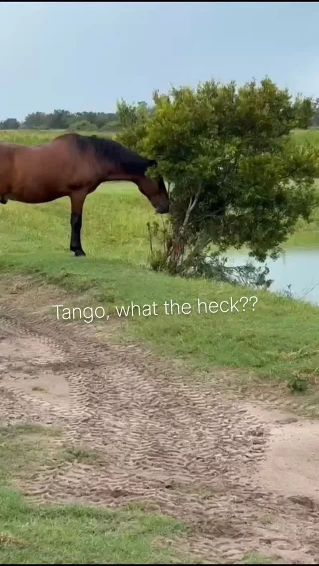 Things that make us go "Hmmmm..."
There's never a dull moment with over twenty equines on site! 😅

The SHHS equine care team also doubles as the social media team. We hope you enjoy the moments saved as memories captured daily during barn duties. Our incredible team does a great job multitasking! Everyone is greatly appreciated. 👏

✨️ We are a 501(c)(3) nonprofit organization dedicated to rescuing unwanted, abused, and neglected horses and burros. This Sanctuary is a refuge for those who have no other options, so they can come to heal mentally, emotionally, and physically.

#sixteenhandshorsesanctuary #wehavethebestvolunteers #sillyhorses #shhsTango