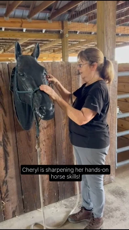 Cheryl Levine is brushing up on training in preparation for hands-on horse care. 

Every task is an opportunity to learn and grow. Many equines equal LOTS of tasks to learn. Tying a rope halter can be confusing, but, with plenty of practice, it is as easy a tying a shoe! 👟

Dakota needed eye meds, so Cheryl tied the halter and assisted with his needs. Then Robin decided to give Cheryl a new challenge; taking Gracie’s temperature (though we didn’t really need to because she is as perky as ever.😉) All is well. Beautiful job, Cheryl! 👏

➡️If you are local and enjoy caring for horses🐎 and donkeys🫏, consider joining our fabulous equine care team! Visit our website sixteenhandshorsesanctuary.org to complete the volunteer application TODAY! 

‼️CAUTION‼️ Volunteering at SHHS could change your life. ☺️

✨️ We are a 501(c)(3) nonprofit organization dedicated to rescuing unwanted, abused, and neglected horses and burros. This Sanctuary is a refuge for those who have no other options, so they can come to heal mentally, emotionally, and physically.

#sixteenhandshorsesanctuary #shhsvolunteers #horsecare #equinetraining #ropehalter #wehavethebestvolunteers
#barnlife