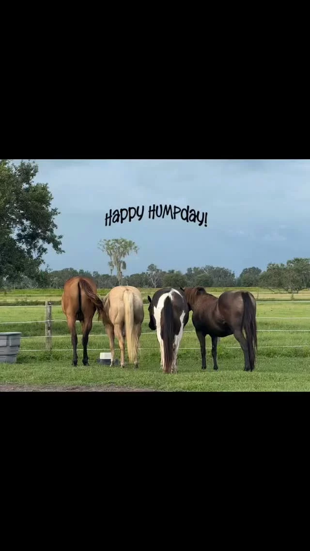 Happy HUMPday!

Left to right rears... Benji, Montana, Cisco, and Echo. 

Do you love what we do? Let's connect!

A Club 16 Hands membership ensures that rising costs and emergencies are covered. It's a small commitment with big returns. Please consider this partnership today! 🙏 ⤵️

❣️HOW TO JOIN CLUB 16 HANDS❣️
➡️This is a recurring monthly doNEIGHtion of $16.00 ⬅️

🎁 PayPal - Sixteen Hands Horse Sanctuary, Inc. (link in social media profiles)

*NEW* 🎁 Square (link in social media profiles)

🎁 MONTHLY cash, check, or money order made payable to 
Sixteen Hands Horse Sanctuary
712 Roy Moore Road, Ona, FL 33865

✨️ We are a 501(c)(3) nonprofit organization dedicated to rescuing unwanted, abused, and neglected horses and burros. This Sanctuary is a refuge for those who have no other options, so they can come to heal mentally, emotionally, and physically.

#sixteenhandshorsesanctuary #seventeenyearsandcounting 
#club16hands #shhsherds