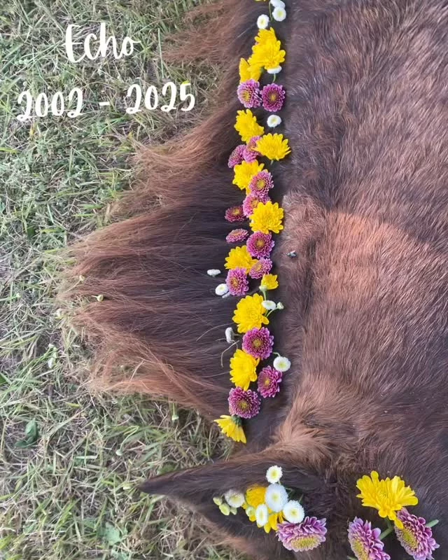 ⚘️Another difficult decision was made.💔

🌻Echo's Story🌻

Echo's owner intended to euthanize her in 2009. She was living in Highland County when she was rescued by SHHS. We took Echo with the plan to find her (and her companion) a home as we didn’t have the resources to house them permanently at that time. 

A local sanctuary stepped up and took both horses. Her companion died while in their care. Later Echo was adopted by someone who was starving her to train her, thereby adding to her trauma. In 2017 we stepped back in to rescue her... again. 

From Robin Cain (Founder of 16 Hands) to our volunteer team earlier this week:

"Echo is having some issues with her eye. I was hoping and praying that it would heal on its own with time and pain management but that isn't the case. It has become progressively worse and is painful. I’ve gone through all the scenarios of NOT euthanizing her. But unfortunately, it would be too traumatic (for her) to try to treat her as fearful as she is. I feel that that is not in her best interest.

Echo would have been euthanized 16 years ago if we hadn’t stepped in to help her. Soon after she arrived, I had her with a very trusted trainer for a month. While she was able to make good progress with her, but because of her past trauma, Echo was a bit unpredictable and the trainer felt it was in everyone’s best interest to leave her feral." 

Robin, once again, made the difficult decision and Echo was humanely euthanized yesterday. 🪽

Thanks to the ongoing help of compassionate donors🙏🏼, Echo has lived in peace and safety until her last breath. 

Rebecca Georgiou dressed her in an array of flowers🌺 after she passed. It was a beautiful send-off. She will be missed!❤️‍🩹

✨️ We are a 501(c)(3) nonprofit organization dedicated to rescuing unwanted, abused, and neglected horses and burros. This Sanctuary is a refuge for those who have no other options, so they can come to heal mentally, emotionally, and physically.

#sixteenhandshorsesanctuary #shhsEcho #goodbye #mustangmare