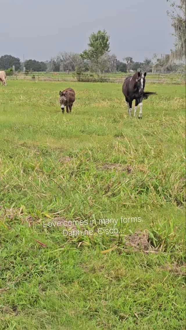Who could pick just one?

Show your love for rescued equines by joining ❣️CLUB 16 HANDS❣️

➡️This is a recurring monthly doNEIGHtion of just $16.00 that assists with the rising costs of equine care and unforseen medical emergencies. ⬅️

🎁 Zeffy (a fee-free option) - link in social media profiles
zeffy.com/en-US/donation-form/donate-to-change-lives-1436

*NEW* 🎁 Square - link in social media profiles
square.link/u/cNIjighx?src=sheet

🎁 MONTHLY cash, check, or money order made payable to 
Sixteen Hands Horse Sanctuary
712 Roy Moore Road, Ona, FL 33865

✨️ We are a 501(c)(3) nonprofit organization dedicated to rescuing unwanted, abused, and neglected horses and burros. This Sanctuary is a refuge for those who have no other options, so they can come to heal mentally, emotionally, and physically.

#sixteenhandshorsesanctuary #Club16Hands #shhsherds #allyouneedisloveandhorses