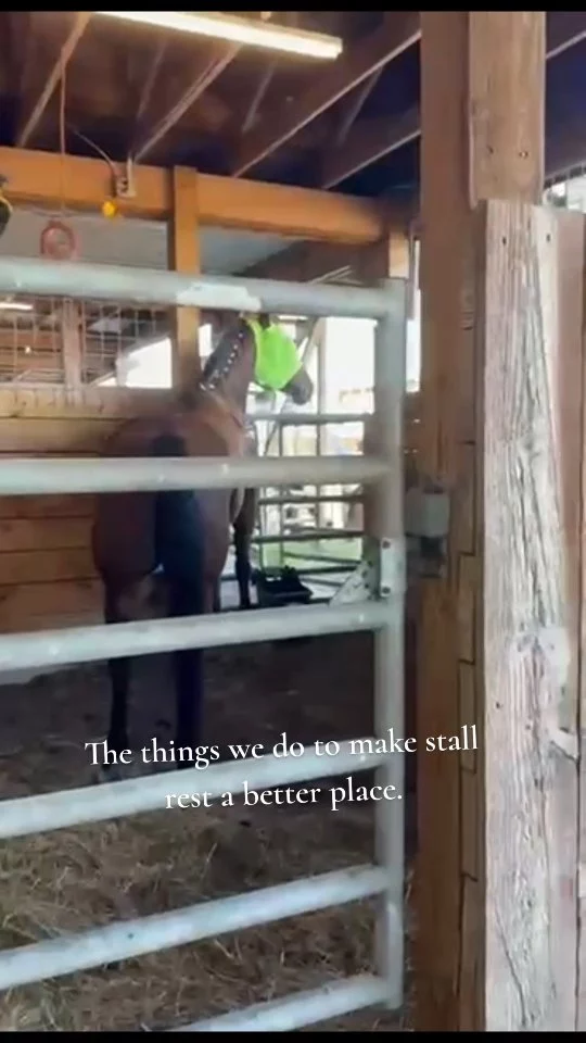 Stall rest doesn't have to feel like total isolation. 

Scutter is on stall rest while receiving meds for the abcess in his left eye. He became increasingly anxious about his separation from the herd. Since he can't be out with the herd, the herd can come to him. It's part what we do to keep horses happy! 

✨️Remember to visit us THIS WEEKEND for our Tack/Supply Fundraising Sale from 9 until 2 on location, 912 Roy Moore Road, Ona, Florida. Shop 'til you drop for a good cause! 🛍

✨️ We are a 501(c)(3) nonprofit organization dedicated to rescuing unwanted, abused, and neglected horses and burros. This Sanctuary is a refuge for those who have no other options, so they can come to heal mentally, emotionally, and physically.

#sixteenhandshorsesanctuary #thethingswedoforlove #rescuedequines #stallrest #shhsScutter
