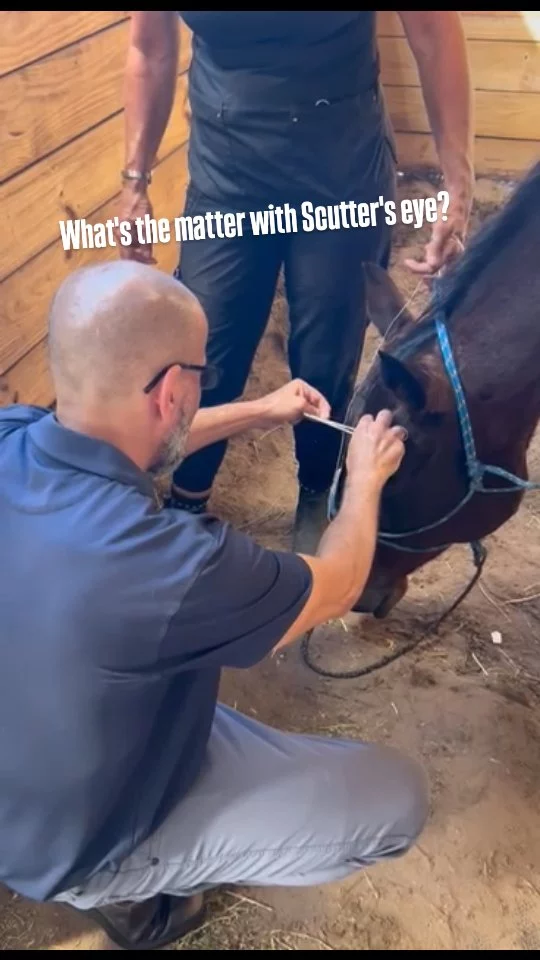 Veterinary visits for Scutter AND our next Tack/Supply Fundraising Sale THIS SATURDAY🎊

First, Scutter...

Scutter has a stromal abcess in his left eye. Thanks to the attentive care of David, one of our fantastic volunteers, the abnormality was found and diagnosed swiftly. The issue has required round the clock meds through a pic line along with stall rest. He has not been a fan of the stall rest, but his eye is looking better!

Please keep him in your prayers along with Robin and Gary who maintain the night shift (every two hours🫩🥱).

🐎🫏⤵️⤵️⤵️⤵️⤵️⤵️⤵️🫏🐎

To help with Scutter’s medical care (and Echo's final passing), please bring your friends and visit our TACK/SUPPLIES FUNDRAISER ➡️this Saturday, October 18th from 9 until 2⬅️. There are MANY quality items at great prices!🦄

Shopping 🛍 that benefits rescued equines. What's better than that??

✨️ We are a 501(c)(3) nonprofit organization dedicated to rescuing unwanted, abused, and neglected horses and burros. This Sanctuary is a refuge for those who have no other options, so they can come to heal mentally, emotionally, and physically.

#sixteenhandshorsesanctuary #shhsfundraiser #nonprofit #shhsScutter #equineeyes #equinestromalabcess 
#shoppingforacause