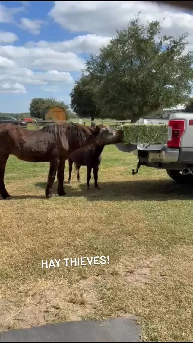 These two were caught snatching bites off the hay delivery! 👀
Come pay them a visit on our upcoming Open House day! Sunday, November 9 from 11 until 3 at 712 Roy Moore Road in Ona, Florida 🎉
We will have self guided barn tours, equine training demonstrations with Krystal Showalter and the Pasture Pals team, raffles, 50/50, games, and food available for purchase! 
Our Tack Shack will be open and filled with gently loved tack, equine supplies and lots of great new Sixteen Hands branded merchandise.
Entry and parking are FREE so stop in and support rescued equines! Invite your friends and neighbors! 🗣
🎁 If you can't come, but want to help our residents... click the link in our profiles or visit ⤵️
zeffy.com/en-US/donation-form/donate-to-change-lives-1436
✨️ We are a 501(c)(3) nonprofit organization dedicated to rescuing unwanted, abused, and neglected horses and burros. This Sanctuary is a refuge for those who have no other options, so they can come to heal mentally, emotionally, and physically.
#sixteenhandshorsesanctuary #sixteenhandsopenhouse2025 #supportrescuedequines #shhsGracie #shhsMrPeanut
