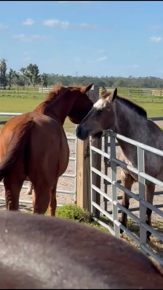 Chili loves the boys! Any reason to invoke a squeal. 😆
Scutter's herd has been temporarily relocated to a space nearby during his time on stall rest. Typically, these herds don't interact. Chili enjoys every opportunity to make a love connection. This time, Charlie was more than happy to oblige! 😉
✨️ We are a 501(c)(3) nonprofit organization dedicated to rescuing unwanted, abused, and neglected horses and burros. This Sanctuary is a refuge for those who have no other options, so they can come to heal mentally, emotionally, and physically.
#sixteenhandshorsesanctuary #shhsCharlie #shhsChiliPepper 
#rescuedequine #maresqueals #equineattraction