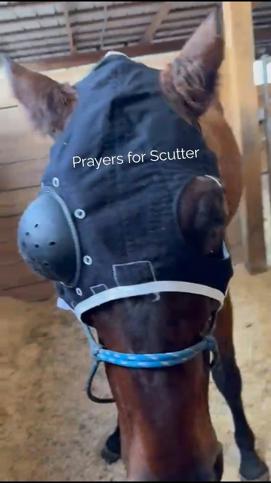 Scutter's stall rest has become an extended stay
From Linda to our volunteer team...
"This afternoon while changing Scutter’s mask, I noticed a change to his right eye. I called Robin and she had the vet come out immediately. Unfortunately, he has an abscess in the right eye also. He now has two lines for IV treatments, one for each eye. He is wearing two masks. The eyes become very itchy with an abscess and we are trying to prevent any further injuries."
Scutter would appreciate help with his health care expenses.🙏 Please consider a gift of ANY amount to cover his recent vet care. ⤵️
✨️Please come out to support rescued equines at our annual Open House. There will be food, barn tours, amazing horse demonstrations by Krystal Showalter and the Pasture Pals team, raffles, 50/50, Tack Shack Merch, and meet and greet photo moments with horses and donkeys!
It is a FREE event with FREE parking, so bring your neighbors and your friends. We can't wait to meet you! ☺️
The no fee donation link is in our profile or click the link below. THANK YOU ❤️🩹
zeffy.com/en-US/donation-form/donate-to-change-lives-1436
✨️ We are a 501(c)(3) nonprofit organization dedicated to rescuing unwanted, abused, and neglected horses and burros. This Sanctuary is a refuge for those who have no other options, so they can come to heal mentally, emotionally, and physically.
#sixteenhandshorsesanctuary #shhsannualopenhouse #shhsScutter #theseeyes #pasturepalsteam #savethedate #krystalshowalter