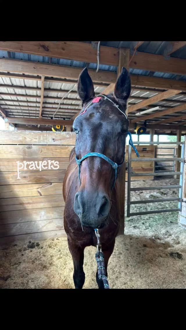 SCUTTER FOLLOW UP (photo taken during mask change)
From Robin: Dr. Kieser was out today and said he’s never seen a horse with two abscesses, and I’ve read that it’s pretty rare. His left eye is stable and doing better. The right eye actually has some blood vessels, which means that it’s also doing better. He says if it happens again, we’ll do some more investigating into other possible systemic issues but right now we’re just going with super horrible, bad luck. 
Continued prayers for Scutter and his nighttime caregivers, Robin and Gary, are coveted. While equine care is always a labor of love, weeks of interrupted sleep is a challenge for the best of us. 😌
🚨We need your help!🚨
Scutter's veterinary care comes at a cost. Please consider sending a care package his way. 🎁
‼️DONATION INFORMATION‼️
🌟 = no donation fees 
🌟 ZEFFY - Link in social media profiles or zeffy.com/en-US/donation-form/donate-to-change-lives-1436
➡️ NEW - Square (link in profiles and on our website)
PAYPAL - Sixteen Hands Horse Sanctuary, Inc. (link in profiles and on our website)
VENMO - @SHHS16-2007
WEBSITE - sixteenhandshorsesanctuary.org 
🌟 CHECKS, CASH, MONEY ORDERS, or MATERIAL DONATIONS - 
Sixteen Hands Horse Sanctuary
712 Roy Moore Road, Ona, FL 33865
✨️ We are a 501(c)(3) nonprofit organization dedicated to rescuing unwanted, abused, and neglected horses and burros. This Sanctuary is a refuge for those who have no other options, so they can come to heal mentally, emotionally, and physically.
#sixteenhandshorsesanctuary #shhsScutter #equineeyeabcess
#prayersforScutter #theseeyes #healingcomequickly