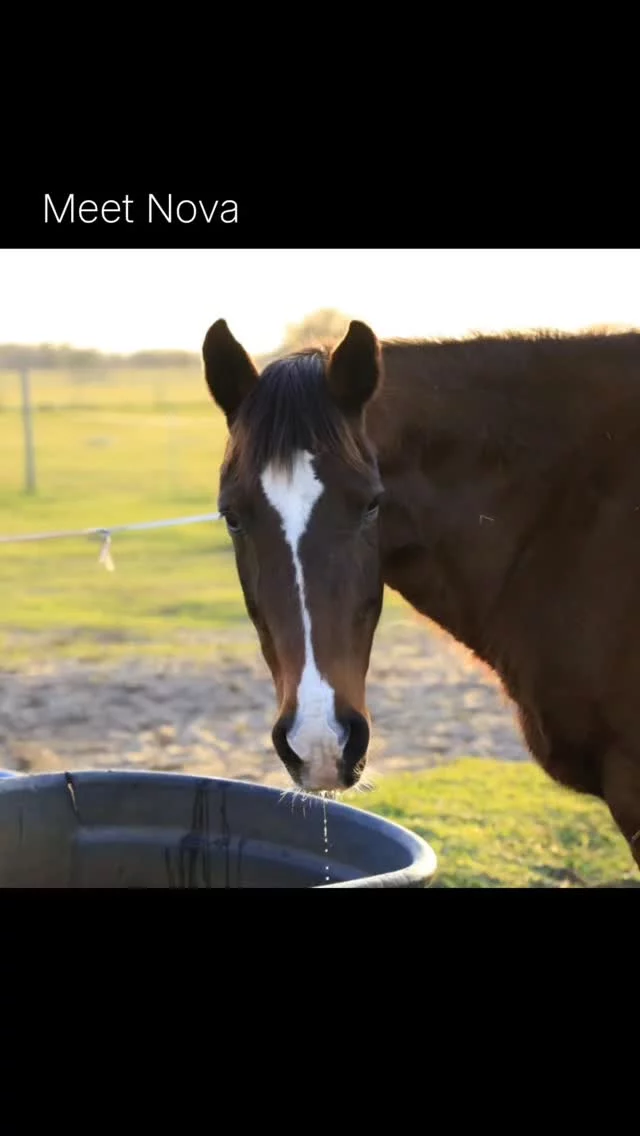 Meet Nova.

Once unwanted simply because she’d never been trained, Nova has spent 20 years growing into a wise, gentle mare who now helps teach new volunteers. She lights up with purpose, thrives with connection, and is so deeply loved here.

✨ This month, your support is MATCHED — doubling your impact for horses like Nova.

💛 Donate today to help her story continue.

👇Link to online donations (no fees required!) 
zeffy.com/en-US/donation-form/matching-challenge--2025

OR

By mail - Send cash or a check made payable to Sixteen Hands Horse Sanctuary 712 Roy Moore Road, Ona, Florida 33865