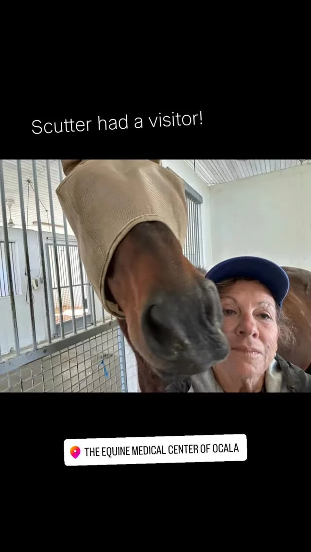 Our boy, Scutter, had a special visit with an old friend ❤️

Scutter updates. 

His healing is still progressing (scroll to prior posts for details). 🙏 It was great to see Irene Carty at our Open House on Sunday. She used to be our Barn Manager some years ago and now, she lives in Ocala. Irene was kind enough to visit Scutter today at The Equine Medical Center of Ocala. She gave him a good grooming and some forbidden carrots. 🥕😋

Send Scutter some encouraging words in the comments and share his updates with your friends!

Here are some ways to assist with Scutter's medical care ⤵️

‼️DONATION INFORMATION‼️
🌟 = no donation fees 

🎁ONE TIME GIFTS🎁

🌟 ZEFFY - Link on our social media profiles or zeffy.com/en-US/donation-form/donate-to-change-lives-1436

NEW - Square (link on profiles and on our website)

PAYPAL - Sixteen Hands Horse Sanctuary, Inc. (link in profiles and on our website)

VENMO - @SHHS16-2007

🎁MONTHLY RECURRING GIFTS🎁

CLUB 16 HANDS - ($16/Month) 🌟 zeffy.com/en-US/donation-form/join-club-16-hands

SPONSORSHIPS -  sixteenhandshorsesanctuary.org/sponsor-a-horse/

🌟 CHECKS, CASH, MONEY ORDERS, or MATERIAL DONATIONS - 
Sixteen Hands Horse Sanctuary
712 Roy Moore Road, Ona, FL 33865

#sixteenhandshorsesanctuary #shhsScutter #equineeyeabcess #theequinemedicalcenterofocala #fabulousfriends