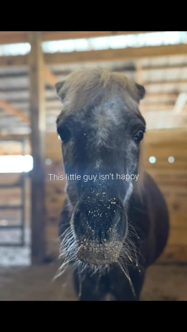 Mr. Peanut had a couple of choking episodes ‼️

Some changes have been made after Peanut choked. He clearly had opinions about the menu change! Soaked pellets may not be a favorite, but it sure beats choking. Thankfully, we can’t hear his thoughts! 😆

Do you support equine rescue? Please like, comment, and share to help keep our sanctuary wheels turning! 🐎🫏

✨️ We are a 501(c)(3) nonprofit organization dedicated to rescuing unwanted, abused, and neglected horses and burros. This Sanctuary is a refuge for those who have no other options, so they can come to heal mentally, emotionally, and physically.

#sixteenhandshorsesanctuary #shhsMrPeanut #equinechoking #nothappy