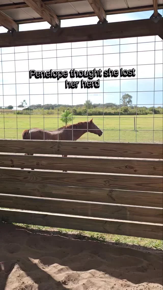Penelope reached her limit

Equines are herd animals. This means that they need companions to maintain their well-being. Many of our residents have been bonded pasture pals for many years. Typically, a few hours of separation isn't a problem, but Penelope had enough!

Penelope is most comfortable keeping her distance from most humans. We respect her choice and love her at a distance since she was not treated well by a prior owner and does not trust easily. 

During our Open House on Sunday, Penelope stayed comfortably in her pasture while her herdmates remained in the barn to greet visitors. Most of that time, she was content. Toward the end of the Open House event, Penelope began to get concerned. Benji, Houston, and Montana heard her concerns and walked calmly toward Penelope to help. 

After seeing this, our volunteers began releasing her buddies back to pasture. They don't normally spend much time in the stall, so they were ready to be reunited! All is well. ❤️

✨️ We are a 501(c)(3) nonprofit organization dedicated to rescuing unwanted, abused, and neglected horses and burros. This Sanctuary is a refuge for those who have no other options, so they can come to heal mentally, emotionally, and physically.

#sixteenhandshorsesanctuary #sixteenhandsopenhouse2025 #shhsPenelope #equinecompanions #reunited