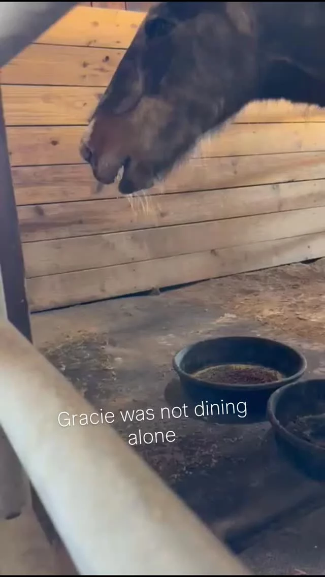 Pay no attention, there's nothing to see here!

Gracie's little friend was caught waiting for the opportune moment to assist with clean up. There are no outdoor cats due to predators, so it's up to us and the snakes to keep the population from rising. The struggle us real.

What do you do to deal with mice and rats in the barn? Suggestions are welcomed! ⤵️

✨️ We are a 501(c)(3) nonprofit organization dedicated to rescuing unwanted, abused, and neglected horses and burros. This Sanctuary is a refuge for those who have no other options, so they can come to heal mentally, emotionally, and physically.

#sixteenhandshorsesanctuary #ratatouille #shhsGracie #barnresidents #rodents