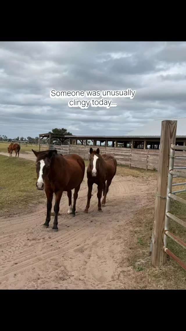 Sometimes you just need a friend

Like it or not, Penelope chose Tango to be her pillar for the day. She will typically graze the field independently. Not today.

Linda Kirby, our Barn Manager, has been hard at work keeping the sanctuary grounds in pristine condition. Overgrowth removal is an ongoing task. It can sometimes include plants that are toxic to horses. Right now, there are many of those weeds with pesky burrs that cling to the mane and forelock. We appreciate our volunteer team for stepping in to assist with these areas when possible. Nice job everyone!!

If you like what we do, please help us by FOLLOWING our page, LIKING our posts, and SHARING with your friends! 🐎🫏

✨️ We are a 501(c)(3) nonprofit organization dedicated to rescuing unwanted, abused, and neglected horses and burros. This Sanctuary is a refuge for those who have no other options, so they can come to heal mentally, emotionally, and physically.

#sixteenhandshorsesanctuary #wehavethebestvolunteers #forthehorses #stucklikeglue #ineedafriend