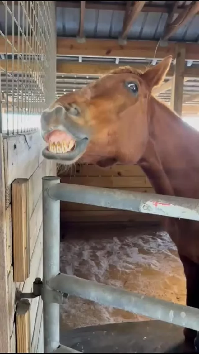 A happy home makes Charlie SMILE!

We are Thankful for Donors

Every donation — big or small — makes a real difference here. Feed, vet care, farrier visits, cozy winter bedding… it all adds up, and your generosity helps us cover it. We’re deeply grateful for everyone who keeps these horses safe and healthy.

✨️ We are a 501(c)(3) nonprofit organization dedicated to rescuing unwanted, abused, and neglected horses and burros. This Sanctuary is a refuge for those who have no other options, so they can come to heal mentally, emotionally, and physically.

#sixteenhandshorsesanctuary #eighteenyearsandcounting #shhsCharlie #thankyou #youmakethedifference #nonprofitequinesanctuary