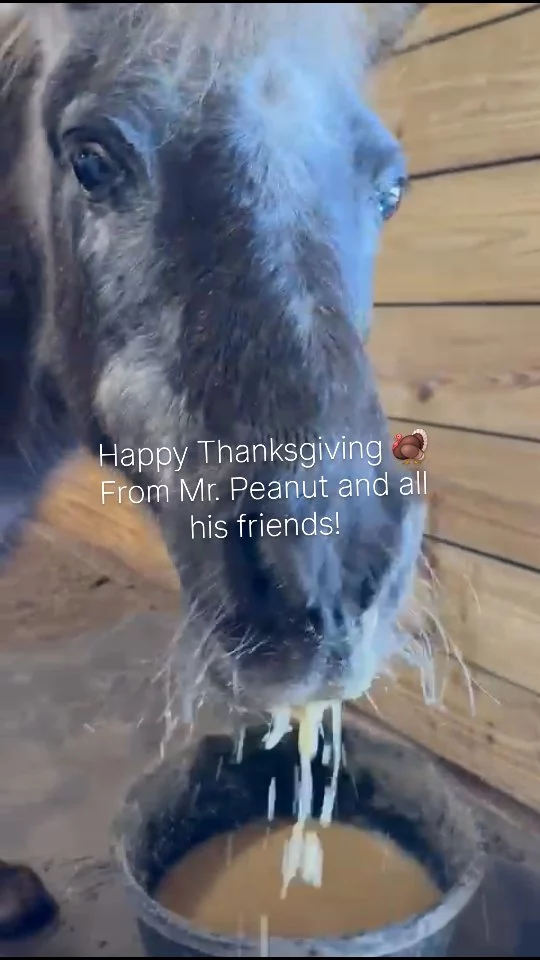 Happy Thanksgiving Friends and Family!

In this season of gathering with those who are dear, let's also remember those who are going through challenging times. Peanut may want us to think it is him, but we know that's not true!

✨️ We are a 501(c)(3) nonprofit organization dedicated to rescuing unwanted, abused, and neglected horses and burros. This Sanctuary is a refuge for those who have no other options, so they can come to heal mentally, emotionally, and physically.

#sixteenhandshorsesanctuary #thanksgiving2025 #shhsMrPeanut #givethanks #giveback #grateful