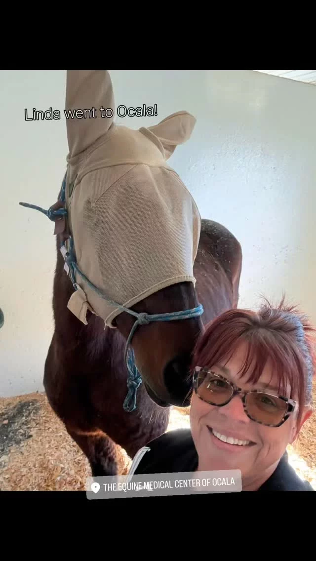 Scutter is looking good!

Our amazing Barn Manager, Linda Kirby, went all the way to Ocala to love on Scutter! He is being treated for an abcess in both eyes. The team at The Equine Medical Center of Ocala has been working round the clock to treat the issues so that he can come back home. 

An update from Linda:
"It was great to see the old Scutter today, his spirit is definitely back! I'm confident that he's fighting hard to come home, and it's paying off. He looked fantastic, and his attitude was top-notch. He was craving attention and affection, and it was clear that he knew exactly who I was - all positive vibes! It's wonderful to see that all our prayers are working.🐴💙"

We are so thankful for their top notch care during his stay there. 🙏

If you love Scutter (and the others!) and would like to assist with medical expenses, there are many options shown below. Thanks so much in advance!

‼️DONATION INFORMATION‼️
🌟 = no donation fees 

🎁ONE TIME GIFTS🎁

🌟 ZEFFY - Link on our social media profiles or zeffy.com/en-US/donation-form/donate-to-change-lives-1436

NEW - Square (link on profiles and on our website)

PAYPAL - Sixteen Hands Horse Sanctuary, Inc. (link in profiles and on our website)

VENMO - @SHHS16-2007

🎁MONTHLY RECURRING GIFTS🎁

CLUB 16 HANDS - ($16/Month) 🌟 zeffy.com/en-US/donation-form/join-club-16-hands

SPONSORSHIPS -  sixteenhandshorsesanctuary.org/sponsor-a-horse/

🌟 CHECKS, CASH, MONEY ORDERS, or MATERIAL DONATIONS - 
Sixteen Hands Horse Sanctuary
712 Roy Moore Road, Ona, FL 33865

✨️ We are a 501(c)(3) nonprofit organization dedicated to rescuing unwanted, abused, and neglected horses and burros. This Sanctuary is a refuge for those who have no other options, so they can come to heal mentally, emotionally, and physically.

#sixteenhandshorsesanctuary #shhsScutter #equineeyeabcess #healingcomequickly #prayersplease