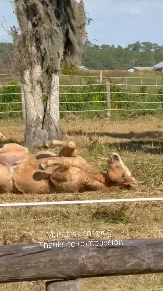 Montana doing what he does best — rolling, scratching, loving life.

It’s hard to believe he almost didn’t get this life. After his owner passed away, Montana and two other horses were going to be euthanized. One neighbor stepped in, and everything changed.

Montana lives with HYPP, a genetic muscle condition, but he’s never shown symptoms. What he shows daily is joy.

This month, support for horses like Montana is being matched, and moments like this are what that makes possible.

🧡 Leave a heart in the comments if this made you smile.