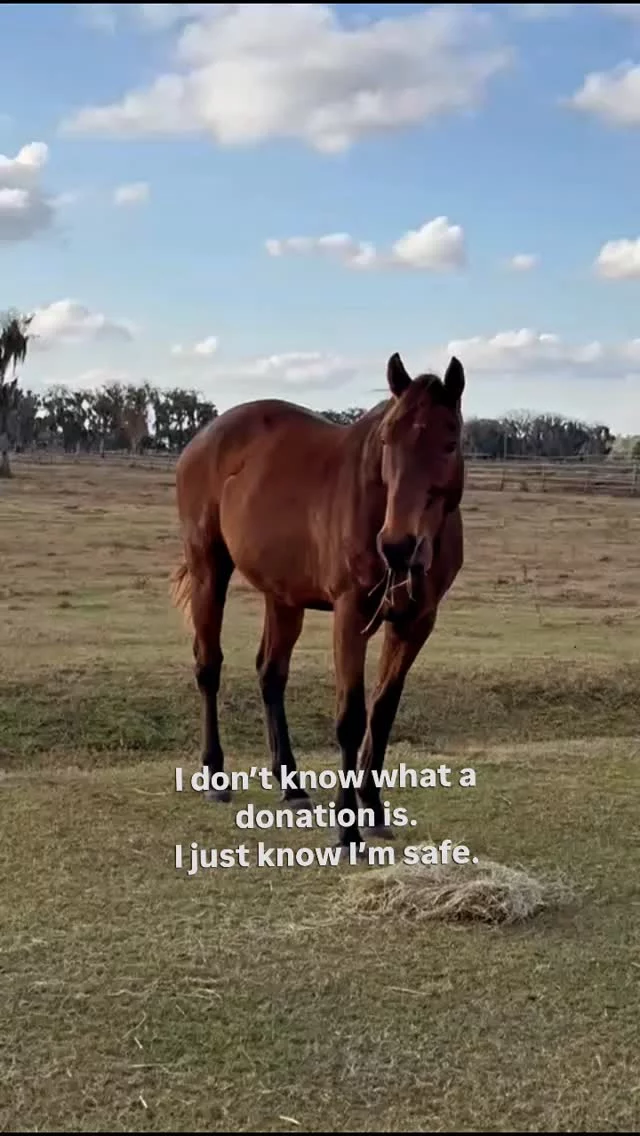 I don’t know what a donation is.
I just know I’m safe.

I know the rhythm of chewing hay in the open air.

I know quiet mornings and unhurried days.

I know hands that show up, again and again.

I don’t know the names of the people who made this possible.
But I feel them — in every ordinary moment.

Thank you for being part of Benji’s Wednesday. 🤍