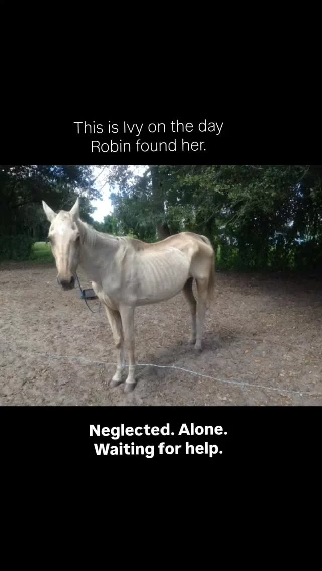 Tango is safe because someone chose to care. Ivy passed away in 2022, though she was able to experience love and receive the best care possible during the time she lived here at Sixteen Hands Horse Sanctuary.

This December, your gift toward our Matching Challenge fundraiser goes even further to feed, heal, and protect horses just like them.

👉 Donate online (no fees required!): zeffy.com/en-US/donation-form/matching-challenge--2025

💌 Prefer cash or check? Send to:
Sixteen Hands Horse Sanctuary
712 Roy Moore Road
Ona, Florida 33865

Comment “FOR THE HORSES” and share this post to help us unlock the full match. 🐴✨

#sixteenhandshorsesanctuary #rescuedhorses #shhsTango #shhsIvy #FloridaSanctuary #matchingchallenge2025 #FloridaEquineRescue