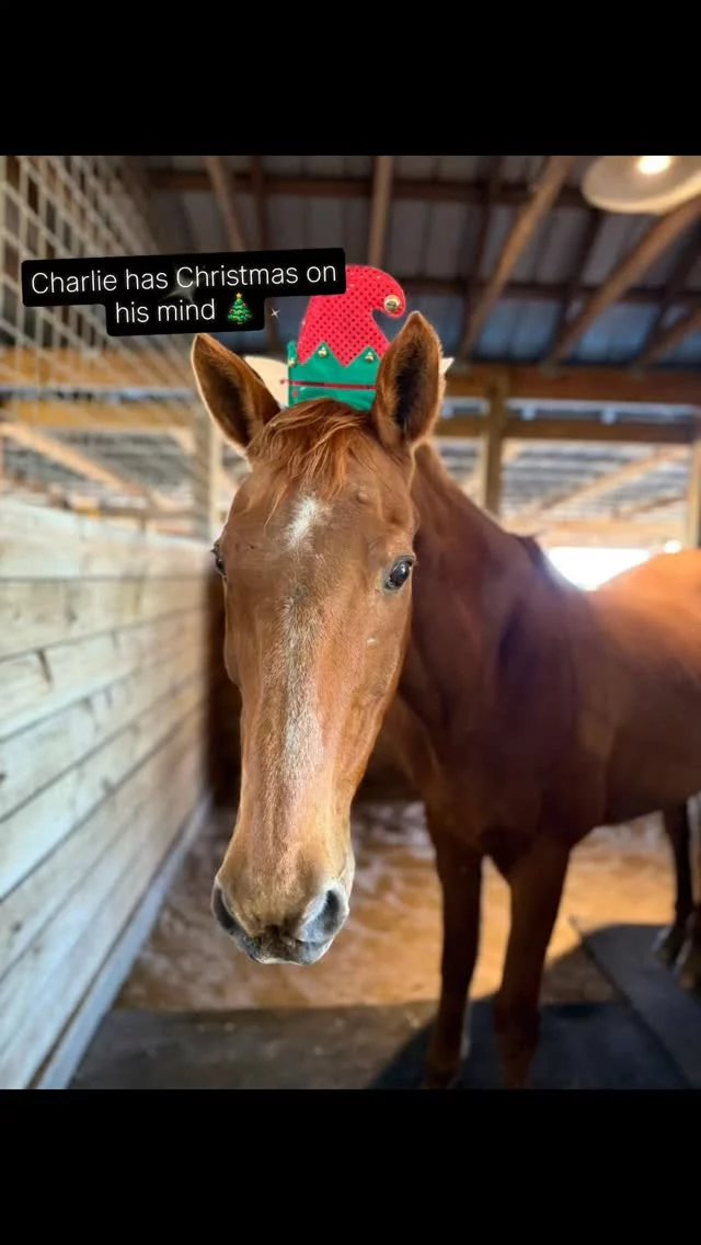 Charlie has the holiday spirit!🎄

Festive cheer is everywhere! We are excited to offer beautiful handmade winter trees (as shown) as a thank you gift this season. Special thanks to our creative Barn Manager, Linda Kirby, for making these gifts. ❤️

Trees are offered for a small do-neigh-tion...

1 tree for $30
2 trees for $50

AS A BONUS, all donations are DOUBLED 💰💰 during our Matching Challenge fundraising event!

$30 = $60
$50 = $100

➡️ Type "TREE" in the comments below to get your gifts today! Please help us get the word out. SHARE, share share! 

❤️Donations can be made through this link (no fees required!):
zeffy.com/en-US/donation-form/matching-challenge--2025

OR

❤️Send cash or a check made payable to 
Sixteen Hands Horse Sanctuary 
712 Roy Moore Road, Ona, FL 33865

✨️ We are a 501(c)(3) nonprofit organization dedicated to rescuing unwanted, abused, and neglected horses and burros. This Sanctuary is a refuge for those who have no other options, so they can come to heal mentally, emotionally, and physically.

#sixteenhandshorsesanctuary #matchingchallenge2025 #equinerescuesanctuary #nonprofit #501c3 #ochristmastree #holidays