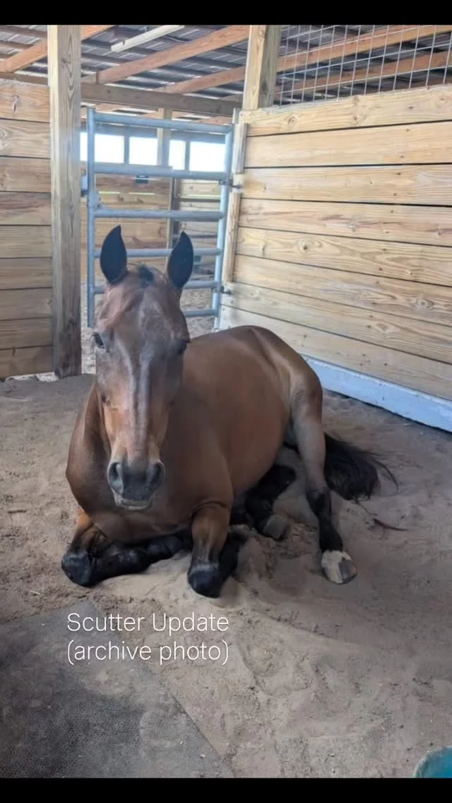 New Scutter update

Last month, Scutter was trailered to The Equine Medical Center of Ocala for help to heal an abcess in both eyes. Following is the latest update.

From Robin Cain:

"His left eye is almost completely healed and they will be taking the SPL out of it on Monday! Awesome news. The right abscess is healing normally, but still has a bit to go.  The ulcer on his right eye however is being very stubborn so the Ophthalmologist will see him next Thursday to debride the area to encourage healing. If all goes well he’ll be able to head to a rehab facility the following Monday.  I forget sometimes that he’s 18 years old because he’s always been a youngster to me. Anyhow, the slow healing could be caused by his age, and also the fact that he could have PPID, or Cushing’s, which it’s commonly called. Anyhow, they put him on meds for PPID to see if that will help heal the wound faster. The ophthalmologist uses a special diamond burr tool to debride the eye. The Ophthalmologist is going to cost an additional $600 to $700 dollars."

Thanks to all who have supported Scutter through this challenging time. We couldn’t do this without you! 🙏

If you like what we do, please help us by FOLLOWING us, dropping a COMMENT, LIKING our posts, and SHARING them with your friends! 

✨️ We are a 501(c)(3) nonprofit organization dedicated to rescuing unwanted, abused, and neglected horses and burros. This Sanctuary is a refuge for those who have no other options, so they can come to heal mentally, emotionally, and physically.

#sixteenhandshorsesanctuary #shhsScutter #equineeyeabcess #onthehomestretch #healing #prayersplease