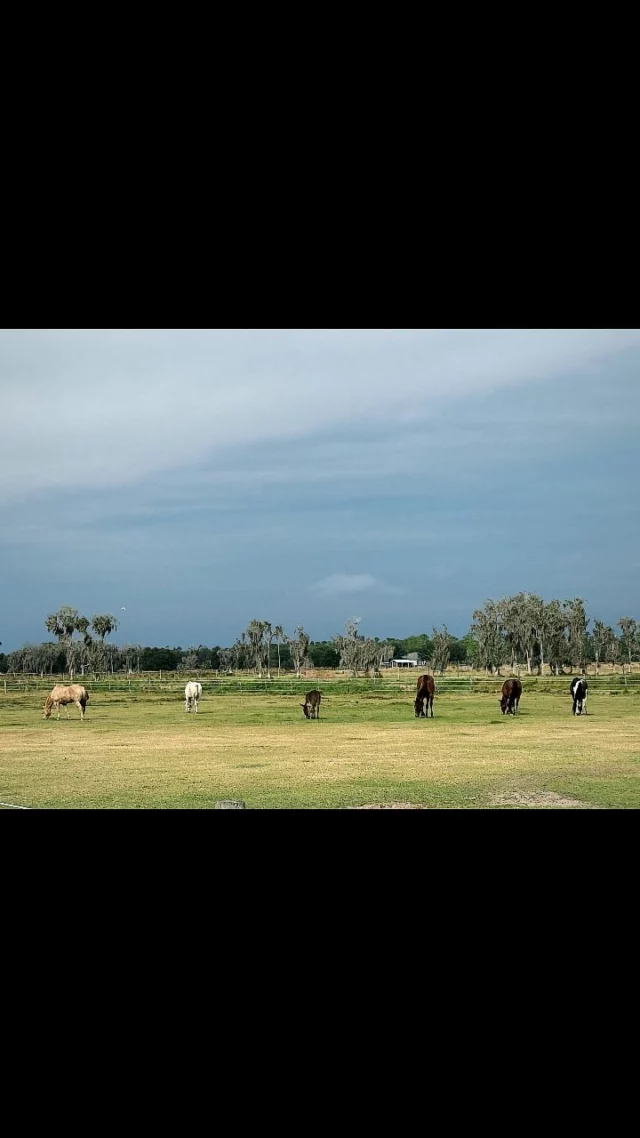 🟡 MATCHING CHALLENGE IS LIVE NOW!

Your gift goes twice as far to support the rescues who depend on this sanctuary. Horses like Cisco and Scutter are safe and healthy because of you.

Drop a ❤️ if you believe every horse deserves a peaceful life.

➡️ Donate here — your impact is doubled:
zeffy.com/en-US/donation-form/6f53ec22-85ae-4f92-a666-4324d56bbe4f

OR

Mail cash or a check made payable to Sixteen Hands Horse Sanctuary 712 Roy Moore Road, Ona, Florida 33865

✨️ We are a 501(c)(3) nonprofit organization dedicated to rescuing unwanted, abused, and neglected horses and burros. This Sanctuary is a refuge for those who have no other options, so they can come to heal mentally, emotionally, and physically.

#sixteenhandshorsesanctuary #MatchingChallenge2025 #doubledonationdollarsindecember #doubleyourimpact #nonprofit #501c3