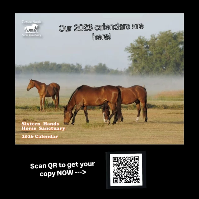 ✨ The 2026 Sixteen Hands Horse Sanctuary Calendar is here — just in time for the holidays!

Every purchase helps provide feed, medical care, and sanctuary for horses like Tango, Benji, Gypsy, Charlie, and Nova.

In 2025 alone, the sanctuary covered over $40,000 in vet bills — your support keeps this life-saving care possible.
100% of proceeds go directly to the horses. 🎁🐴

*
*
♡

❄️ Give a Gift That Gives Back

This year’s calendar is available for a $22 doNEIGHtion.

If you’d like it mailed, the total is $25 to cover postage.

A direct link to order is in the comments section 👇

Our calendars are a small-batch release — they can sell out fast!

Tag a friend who needs this on their wall next year!

✨️ We are a 501(c)(3) nonprofit organization dedicated to rescuing unwanted, abused, and neglected horses and burros. This Sanctuary is a refuge for those who have no other options, so they can come to heal mentally, emotionally, and physically.