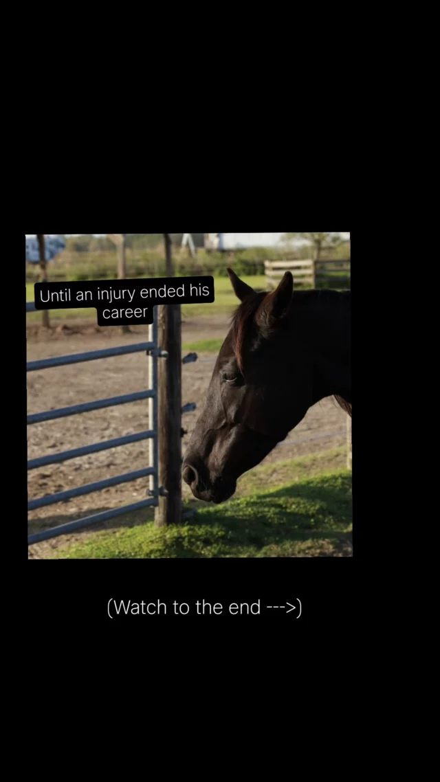 Today's Thankful Thursday spotlight goes to Segan.

Once a world-class Dressage horse, Segan’s career ended after a hoof injury left him unable to be ridden. He arrived at Sixteen Hands in 2022 in pain and at risk of being put down. After a veterinary procedure, he is now pain free and pasture sound — running happily with the herd. 

This month, your support is doubled!

✨ Our December Matching Challenge is LIVE!
Every doNEIGHtion — including 2026 calendar purchases — is matched dollar for dollar.

📆 Calendars: 22 dollars

📬 Mailed: 25 dollars

💯 100 percent of proceeds support our rescued equines and help cover 40k+ in vet bills this past year

👉 order online - donate.zeffy.com/en/16handshorses

💬 Comment CALENDAR for the link

🐴 Please share to help us reach our match

✨️ We are a 501(c)(3) nonprofit organization dedicated to rescuing unwanted, abused, and neglected horses and burros. This Sanctuary is a refuge for those who have no other options, so they can come to heal mentally, emotionally, and physically.
