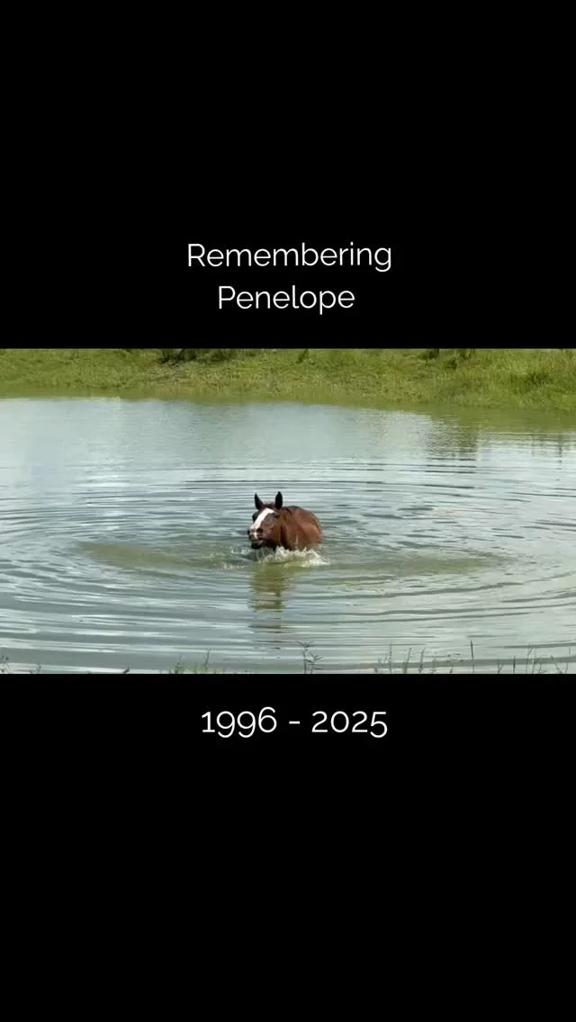 Remembering Penelope 

Penelope came to Sixteen Hands in 2007 after surviving neglect at the hands of a backyard breeder. When she arrived, she was severely emaciated and had lost her trust in people. Though she remained feral and untouchable, she found safety here and a life lived on her own terms.

Penelope was not a horse who sought human affection, but she chose routine and peace. Every day, she came into the barn to eat in her own stall and, as she aged, she found comfort resting in the shaded aisle during the summer heat. She lived within a herd of six and was most often seen alongside her constant companion, Tango.

Later in life, at age 27, Penelope struggled with the heat and spent much of her time in the barn aisle to stay cool during our long summer months. She also had ongoing medical issues that did not improve with treatment and were unlikely to resolve. 

Today, we honor Penelope for exactly who she was. A mare who survived. A mare who chose trust in her own way. A mare who knew safety, companionship, and peace for many years after rescue.

Run free, Penelope. You were loved in the way you needed most. 

✨️ We are a 501(c)(3) nonprofit organization dedicated to rescuing unwanted, abused, and neglected horses and burros. This Sanctuary is a refuge for those who have no other options, so they can come to heal mentally, emotionally, and physically.
