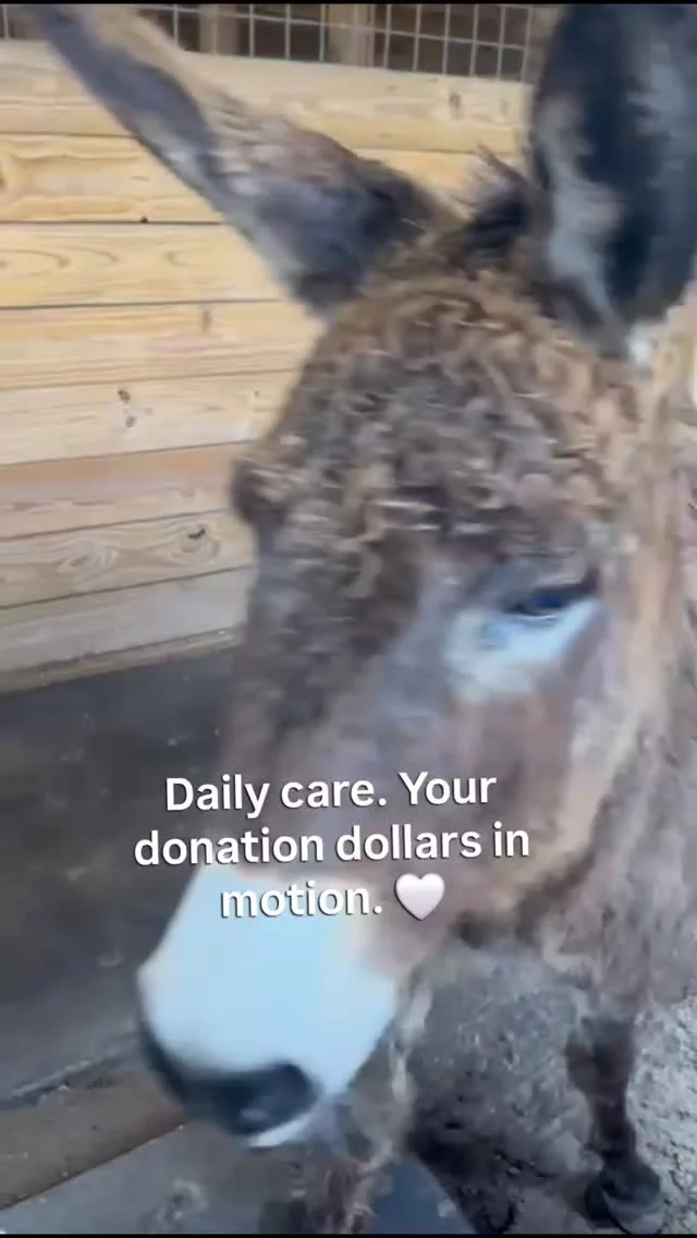 Daily care. Your donation dollars in motion.

Daily care isn't complex. Most days, it looks like showing up, feeding on time, and creating a steady rhythm these donkeys can rely on.

Because of you, they are safe, nourished, and deeply cared for—every single day. 🤍

Thank you for being part of what keeps this sanctuary moving.
