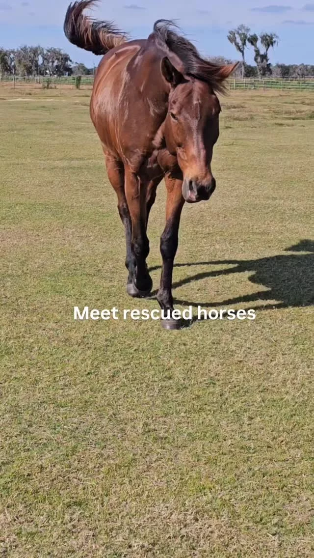 Meet the rescued horses of Sixteen Hands ✨

Join us for an intimate evening at the barn with wine, charcuterie, and the horses who made it all possible.

📅 Feb 7 | 4:30–6:30 PM

🎟 $50 | Prepay only | Limited spots

💛 All proceeds support their care

🔗 Tickets in bio

#HorseSanctuary #RescueHorses #NonprofitEvent #FarmLife #SupportRescue