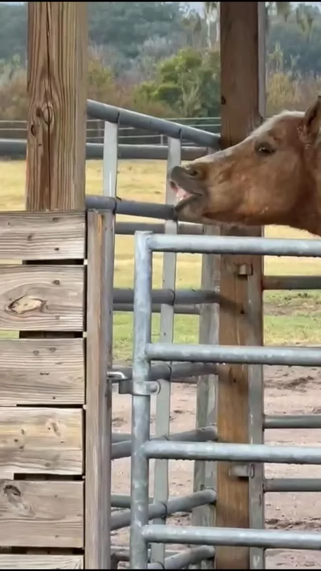 Caption this. 😆

#shhsMontana
#HorsePersonality
#EquineRescue
#SanctuaryLife
