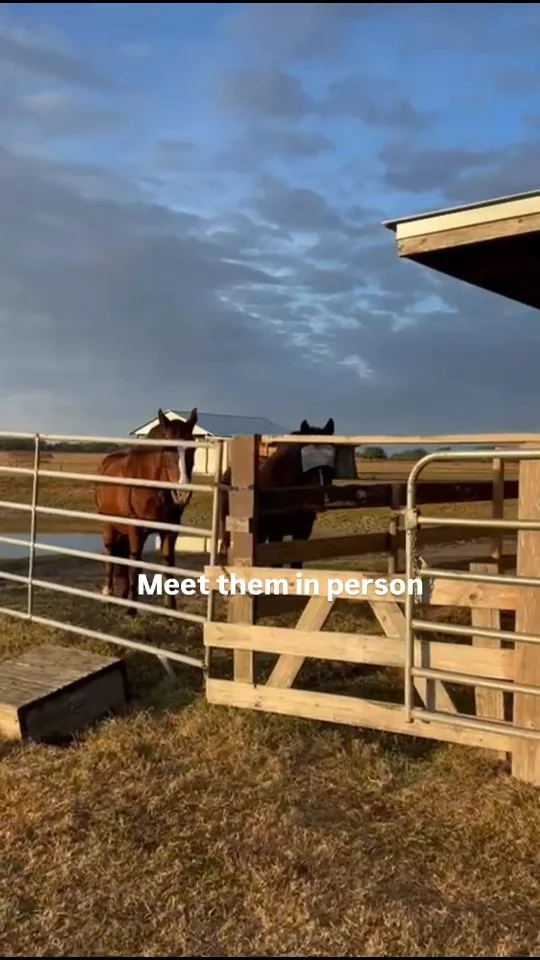 This is what you’ll see when you visit 🐎

Join us for our Feb 7 Meet & Greet.

Reserve your spot — link in bio and stories

Limited spaces available
