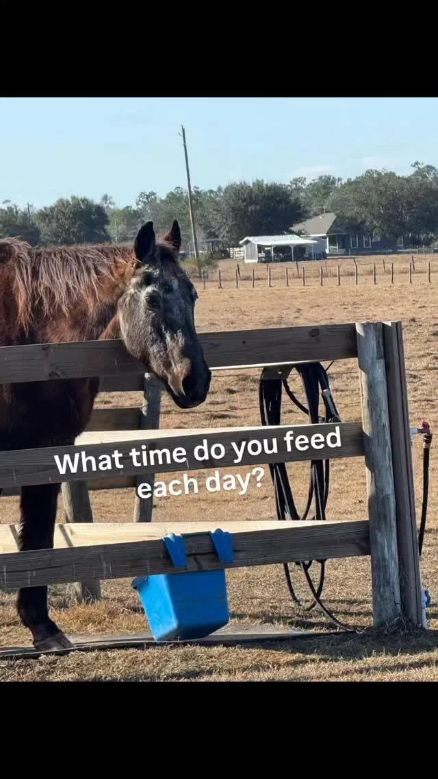 Who can relate? 

Our herds have built in clocks and they offer friendly reminders if we miss their mark!

Quinn waits patiently with great anticipation. Feed time not only satisfies the belly, but also gives time to offer positive human interactions. 🤍

 #16hands #shhsQuinn #floridaequinerescue #OnaFlorida