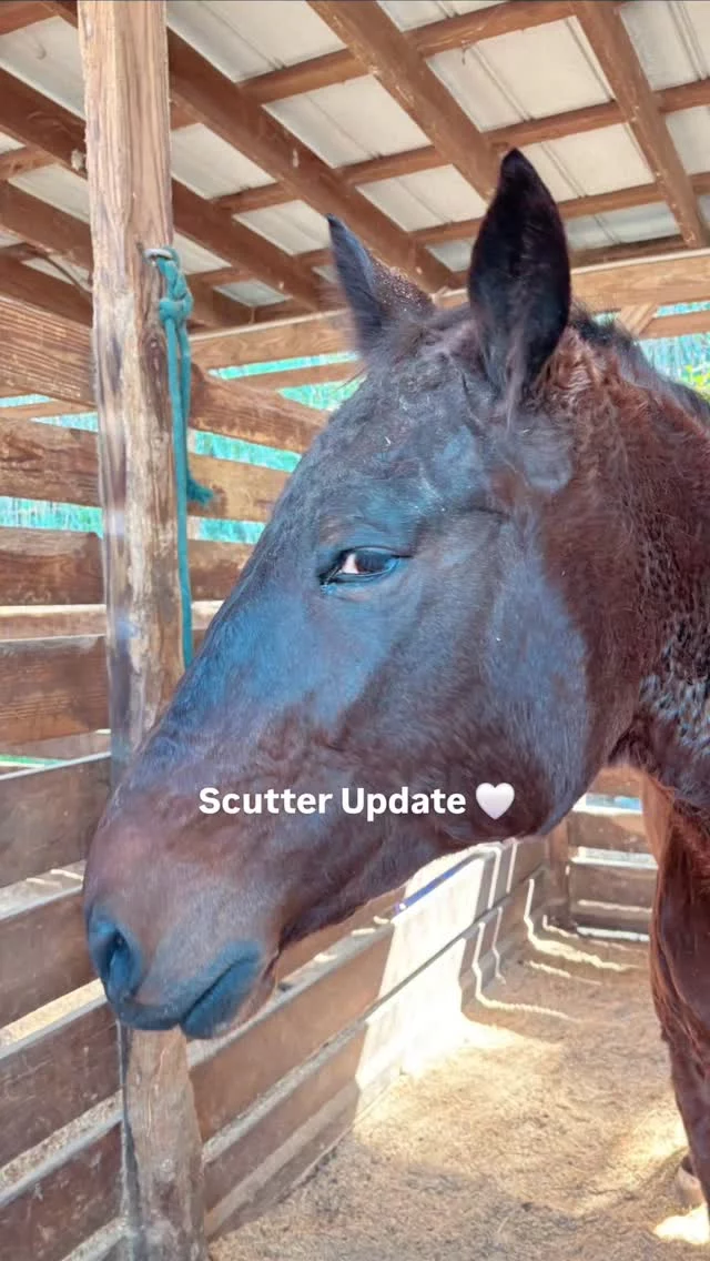 Scutter Update 🤍

After consultation with Dr. Kaiser, Scutter will need surgery to remove his right eye. It is atrophying and causing him pain.

Surgery will take place at Prince Farm. He is expected to return home within 10–12 days.

Not the news we hoped for — but we are grateful he will soon be free from discomfort.

Thank you, Cindy, for the love during your visit.

#HorseRescue #SanctuaryLife #EquineCare #Scutter #NonprofitLife