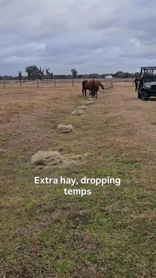 Dropping temperatures call for extra hay to get them through the winter blast. 

In Florida we are used to extreme temperatures. It is unusual for this to include frigid wind chill and the possibility of snow.

To help horses maintain a healthy body temperature, they need access to hay. This afternoon, an extra load of hay was strategically placed in low lying areas or in hay nets and deep bins throughout the pastures. With high winds, hay left on flat ground may be scattered or pushed outside their reach. 

Stay warm out there. We are all getting a slice of winter!